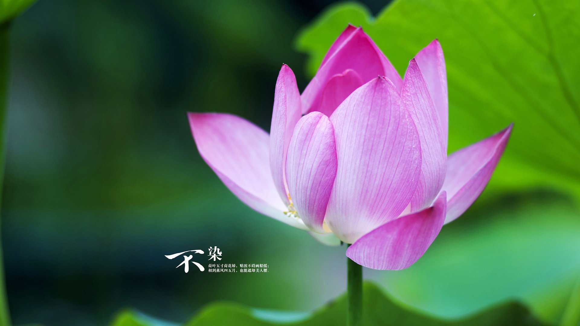 保罗导演终局之战，凯尔特人血拼开拓者，控场大师一手掌控比赛走势