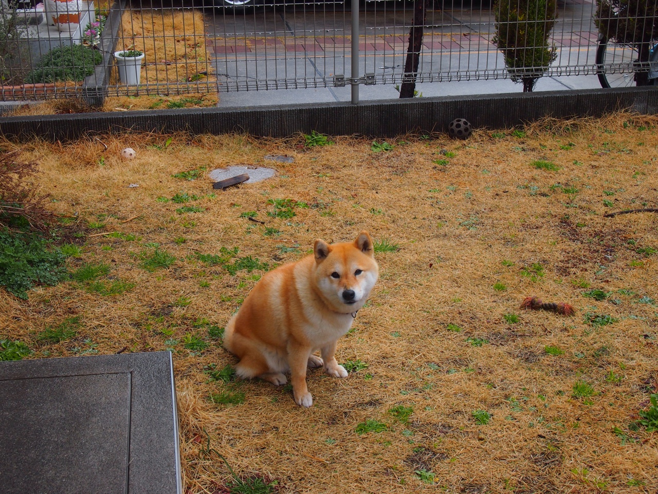雷恩对阵喀麦隆,阿劳霍的压制级发挥,一场定义未来的比赛